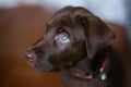 Cute puppy Chocolate labrador Green eye sitting blur background