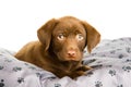 Cute puppy chocolate labrador on a grey pillow Royalty Free Stock Photo