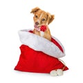 Cute Puppy in Christmas Santa Gift Sack Royalty Free Stock Photo