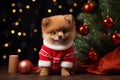 cute puppy - Christmas season - Xmas decoration - brown fur - red clothes