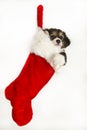 Cute puppy in Christmas stocking hanging Royalty Free Stock Photo