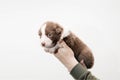 Cute Puppy Cradled in Gentle Hands on a White Background
