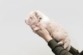 Cute Puppy Cradled in Gentle Hands on a White Background