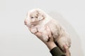 Cute Puppy Cradled in Gentle Hands on a White Background