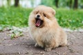 Cute puppy cream Pomeranian street yawns.