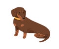 Cute puppy of Dachshund breed. Funny sausage dog. Long short doggie, companion pup. Lovely sweet nice canine animal, pet