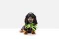 Cute puppy, dachshund dog posing isolated over white background Royalty Free Stock Photo