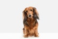 Cute puppy, dachshund dog posing isolated over white background Royalty Free Stock Photo
