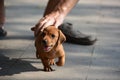 A cute puppy Dachshund runing on the floor in Vietnam. Royalty Free Stock Photo