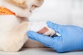 Cute puppy dog with bandage on paw shaking hands with veterinary