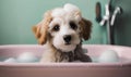 Cute puppy dog in bathtub, Pets Cleaning Concept. Pamper Your Pup with a Relaxing Bath. The Ultimate Cleanliness and Refreshment