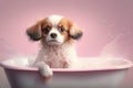 Cute puppy dog in bathtub , pets cleaning , Royalty Free Stock Photo