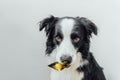 Cute puppy dog border collie holding gold bank credit card in mouth isolated on white background. Little dog with puppy eyes funny Royalty Free Stock Photo