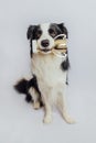 Cute puppy dog border collie holding gold champion trophy cup in mouth isolated on white background. Winner champion Royalty Free Stock Photo