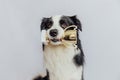 Cute puppy dog border collie holding gold champion trophy cup in mouth isolated on white background. Winner champion Royalty Free Stock Photo