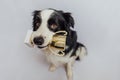 Cute puppy dog border collie holding gold champion trophy cup in mouth isolated on white background. Winner champion Royalty Free Stock Photo