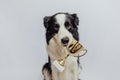 Cute puppy dog border collie holding gold champion trophy cup in mouth  on white background. Winner champion Royalty Free Stock Photo