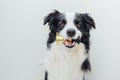 Cute puppy dog border collie holding miniature champion trophy cup in mouth isolated on white background. Winner Royalty Free Stock Photo