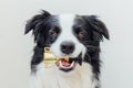 Cute puppy dog border collie holding miniature champion trophy cup in mouth isolated on white background. Winner champion funny Royalty Free Stock Photo