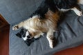 Cute puppy dog border collie lying down playing with funny face on couch at home indoors. Pet dog resting ready to sleep Royalty Free Stock Photo