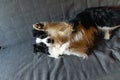 Cute puppy dog border collie lying down playing with funny face on couch at home indoors. Pet dog resting ready to sleep Royalty Free Stock Photo