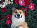 Cute puppy dog Corgi lies in the lush grass among the beautiful flowers and pretty smiles on a warm summer day