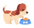 Cute Puppy Dog Eating from Bowl, Adorable Pet Animal with White and Brown Coat Cartoon Vector Illustration Royalty Free Stock Photo