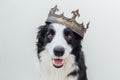 Cute puppy dog with funny face border collie wearing king crown isolated on white background. Funny dog portrait in royal costume Royalty Free Stock Photo