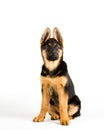 Cute puppy dog german shepherd sitting down