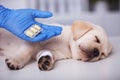 Cute puppy dog getting medication after treatment at the veterinary doctor