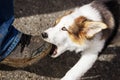 Cute puppy dog is gnawing on a humans shoe Royalty Free Stock Photo