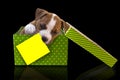 Cute puppy dog in green gift box with lid and yellow paper card for a congratulation test on a black background American Staffor Royalty Free Stock Photo