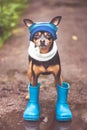 Cute puppy, a dog in a hat and rubber boots is standing in a puddle and looking at the camera. Theme of rain and autumn Royalty Free Stock Photo