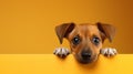 Cute puppy dog with a heartwarming expression, set against a vibrant orange background