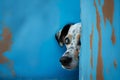 Cute puppy dog peeking from around the corner, dog head, copy space. Generative AI Royalty Free Stock Photo