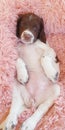 Cute Puppy dog on pink bed showing tummy belly Royalty Free Stock Photo