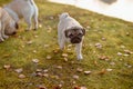 A cute puppy dog, pug is walking away from its parents, looking up to the camera with a sad face, on green grass and autumn leaves Royalty Free Stock Photo
