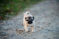 A cute puppy dog, pug is walking through a path in a park with a sad face Royalty Free Stock Photo