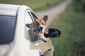 Cute puppy dog red Corgi stuck his head and paws out of the car during the time travel on summer vacation and pretty looks