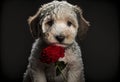 Cute puppy dog with red roses. Valentines celebration. Generative ai