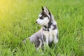 Cute puppy dog sits in grass in profile in sunlight Royalty Free Stock Photo