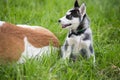 Cute puppy dog sits in grass in profile in nature Royalty Free Stock Photo