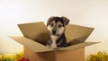 Cute puppy dog sits in mailing box with Christmas and New Year decorations. Royalty Free Stock Photo