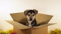 Cute puppy dog sits in mailing box with Christmas and New Year decorations. Royalty Free Stock Photo