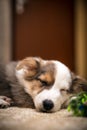 Cute Puppy Dog sleeping at home, mix-breed australian shepherd indoor