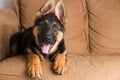 Cute puppy dog in a sofa Royalty Free Stock Photo