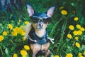 Cute puppy, dog in spring yellow colors on a flowered meadow, portrait of a dog.