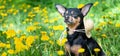 Cute puppy, dog in spring yellow colors on a flowered meadow, portrait of a dog.