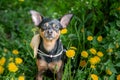 Cute puppy, dog in spring yellow colors on a flowered meadow, portrait of a dog. Spring summer