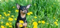 Cute puppy, dog in spring yellow colors on a flowered meadow, portrait of a dog. Spring summer